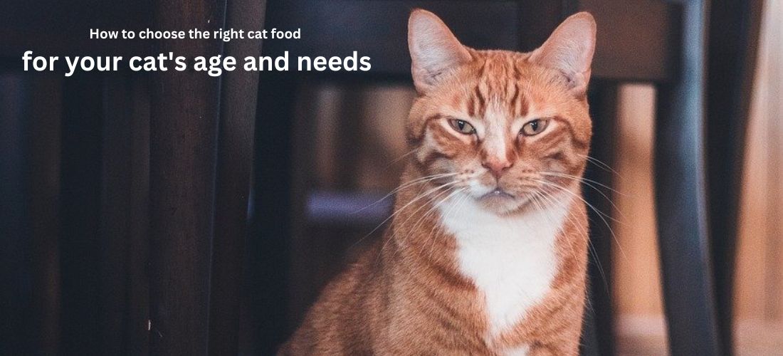 How to choose the right food for your cat's