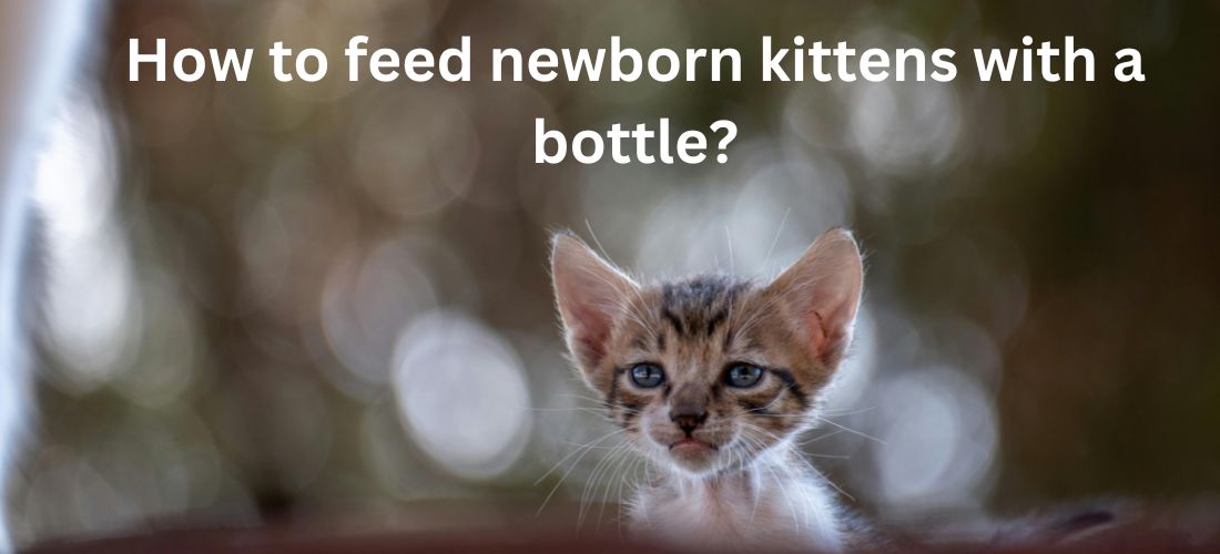 How-to-feed-newborn-kittens-with-a-bottle.