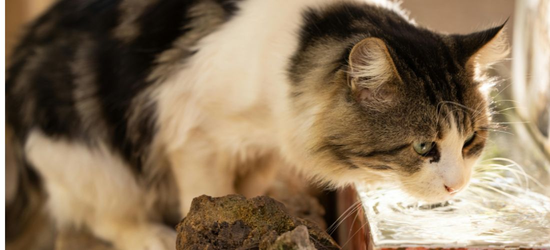 what makes a good snack for cats?