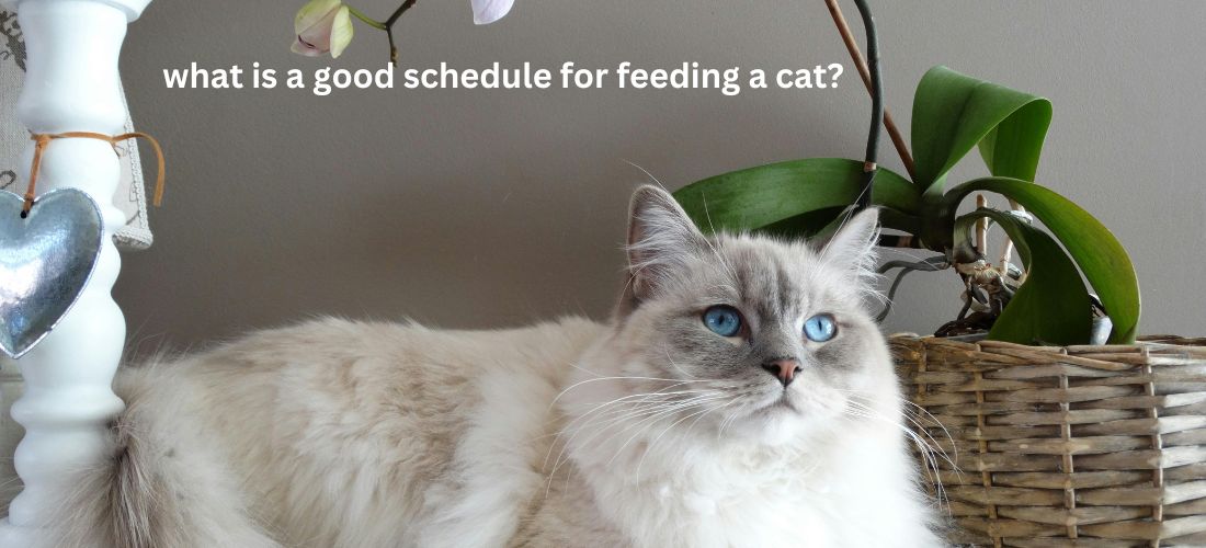 what is a good schedule for feeding a cat?