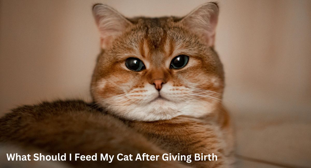 What Should I Feed My Cat After Giving Birth?