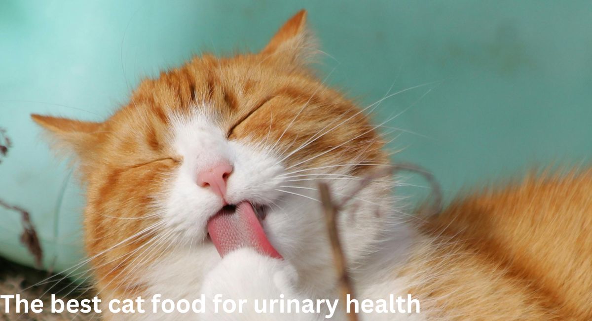 The best cat food for urinary health