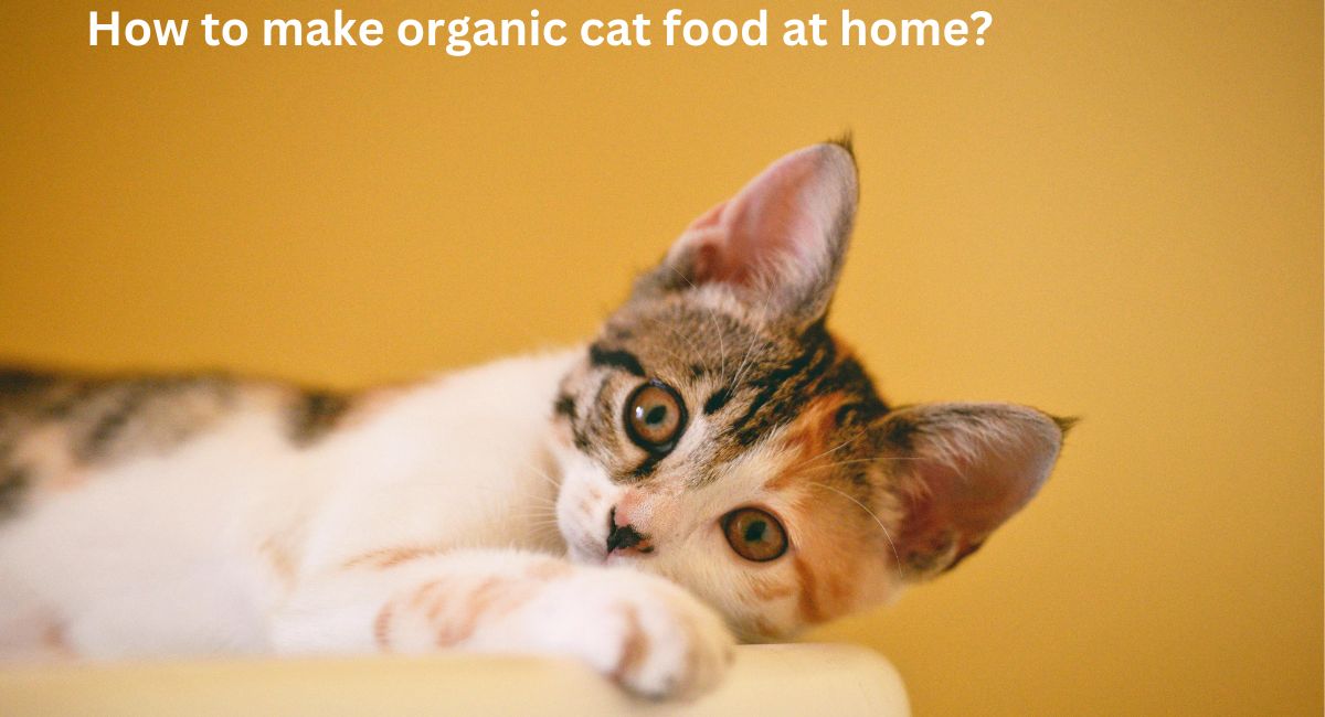 How to make organic cat food at home?