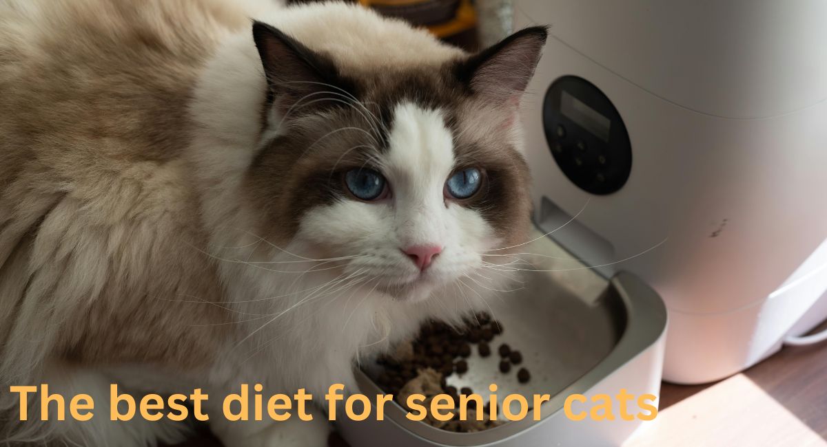 The best diet for senior cats