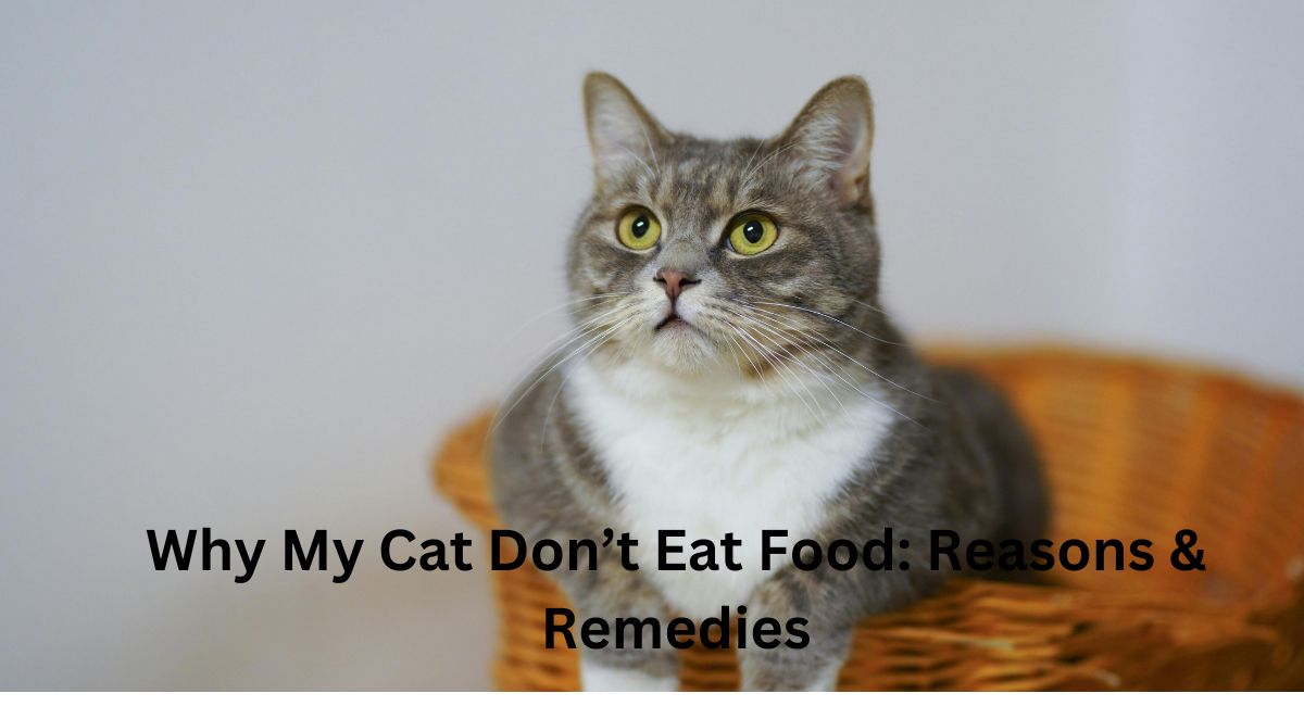 Why-My-Cat-Don't-Eat-Food-Reasons-Remedies