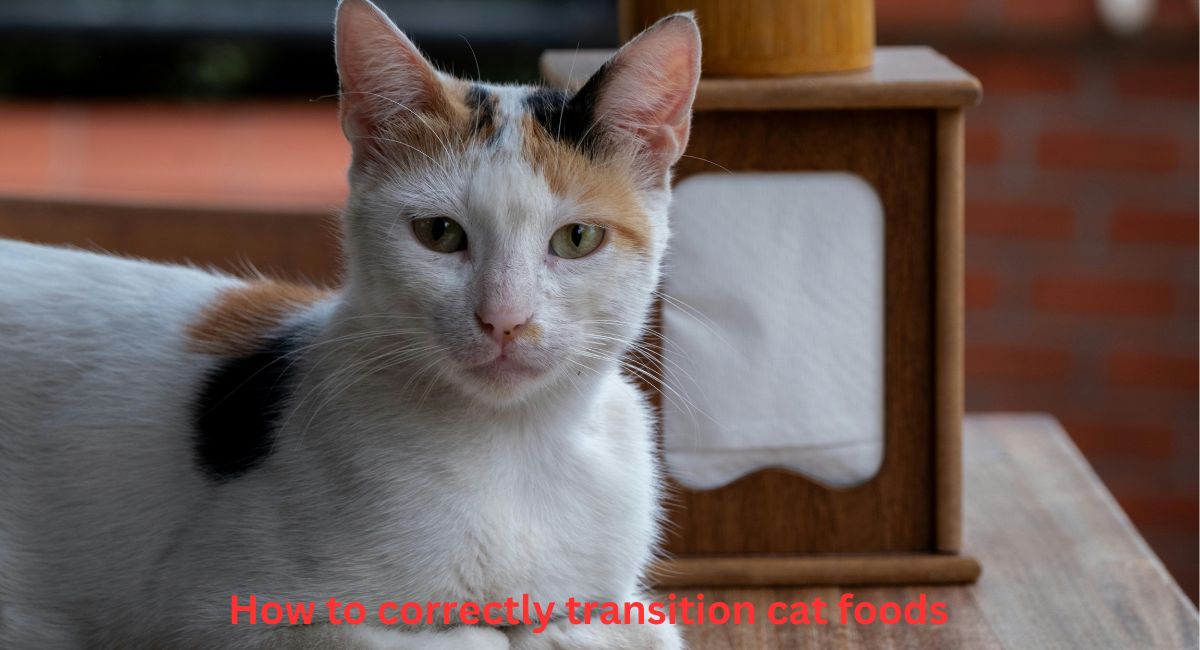 How to correctly transition cat foods