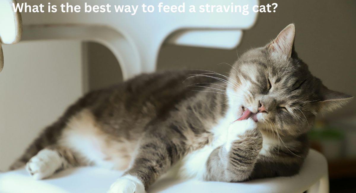 what-is-the-best-way-to-feed-straving cat
