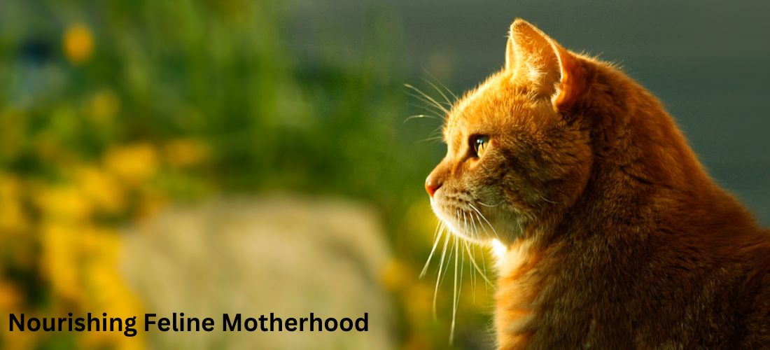 Nourishing Feline Motherhood