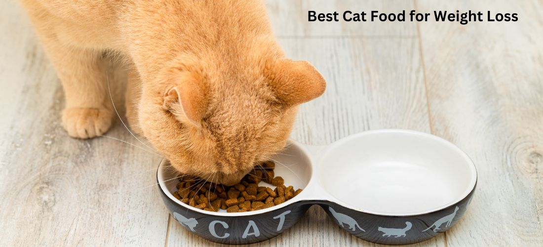 Best Cat Food for Weight Loss