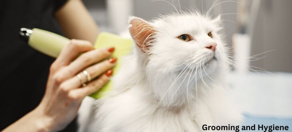 Brushing helps to remove loose hair of cat