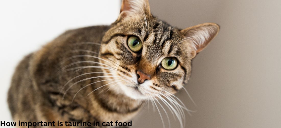 How important is taurine in cat food