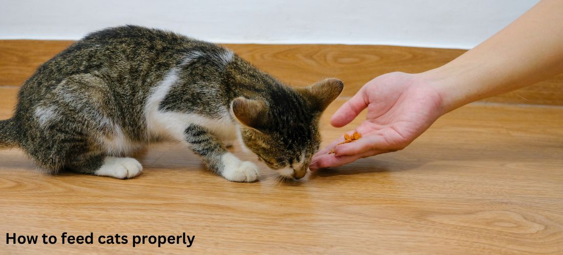 How to feed cats properly