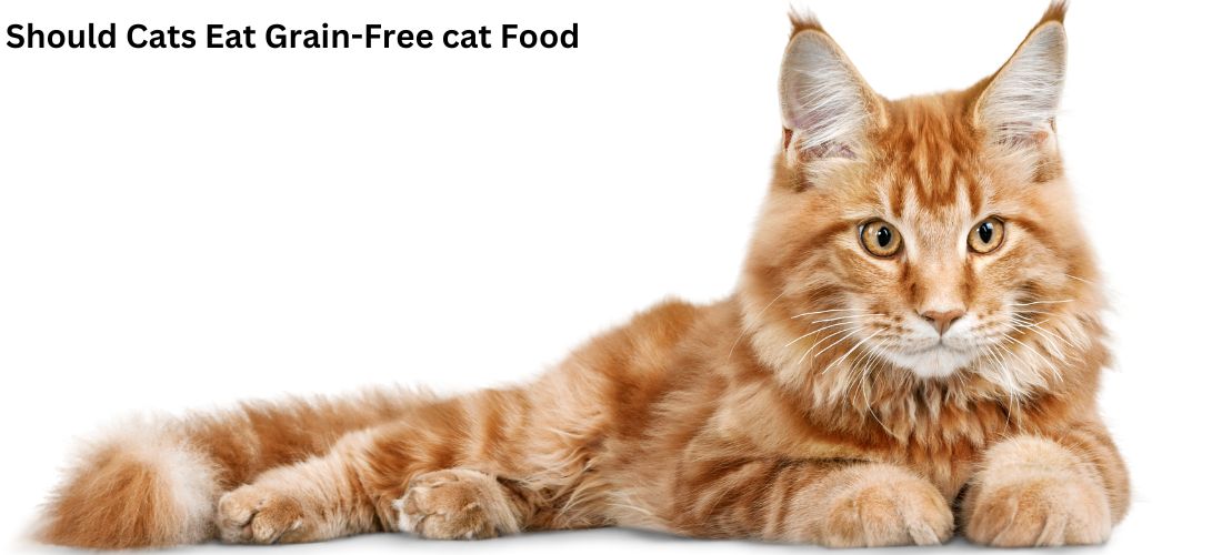 Should Cats Eat Grain-Free cat Food