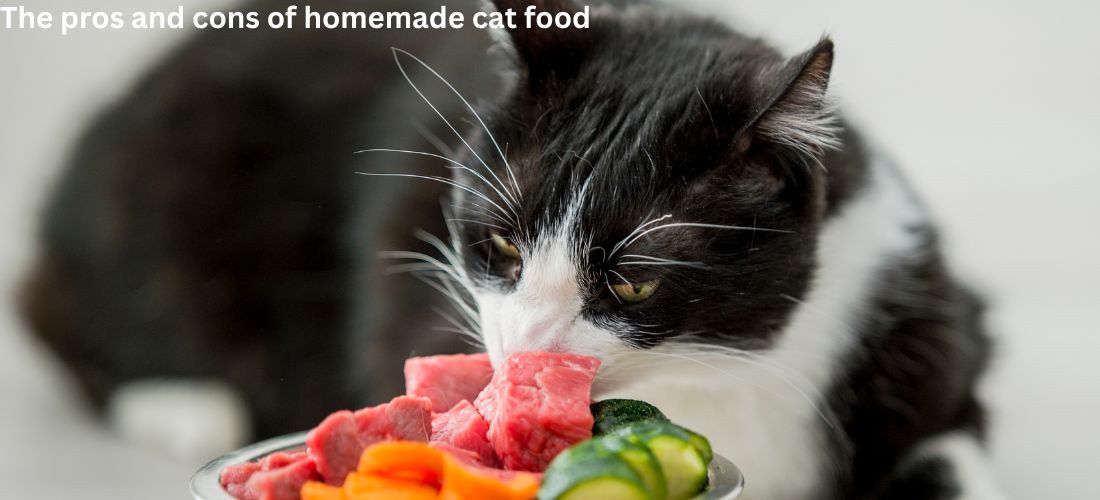 The pros and cons of homemade cat food