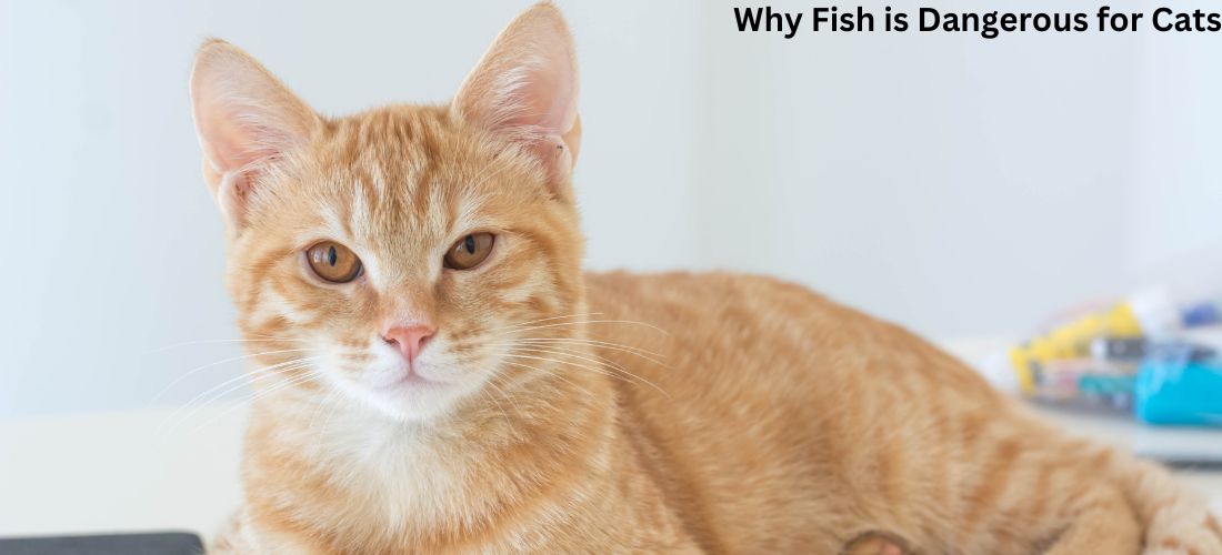 Why Fish is Dangerous for Cats