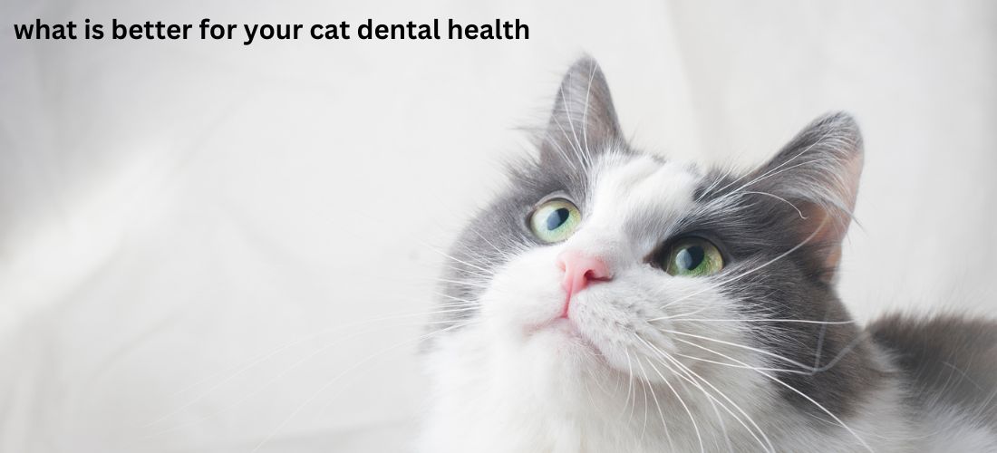 cat dental health