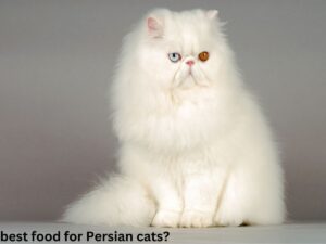 best food for Persian cats